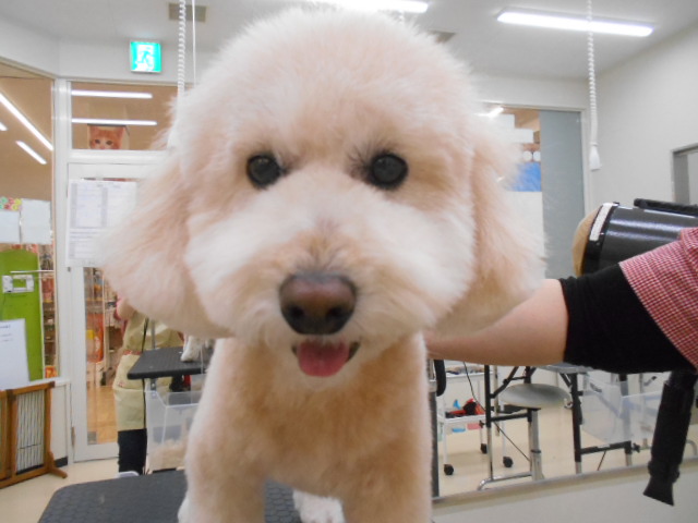 トリミングにご来店♪♪♪