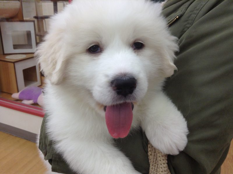 ピレちゃんのお家が決まりました✨