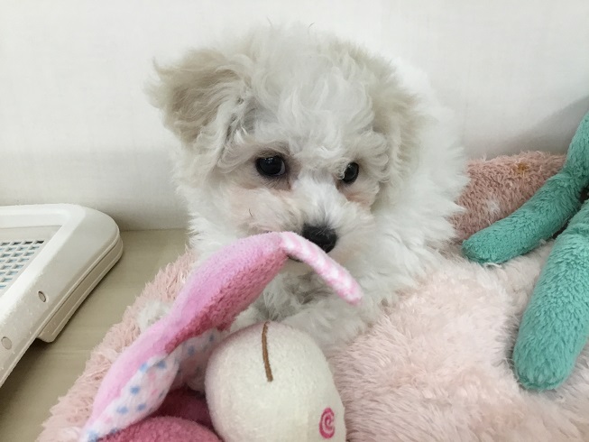 ★ビションちゃんについて★