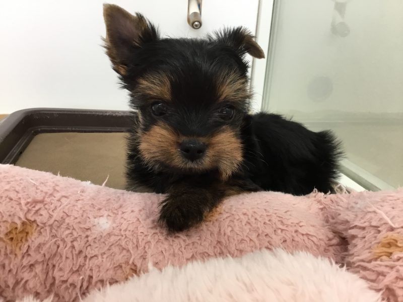 ♡新入りのかわいこちゃん達♡