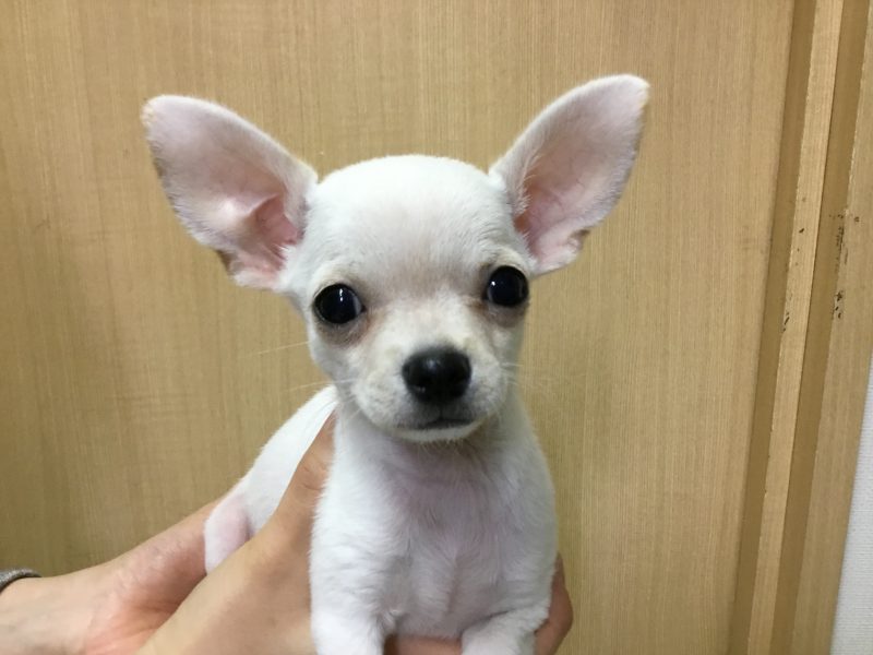 ★新しいおすすめ犬です★