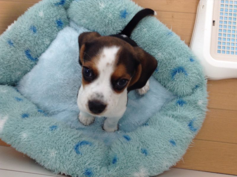 おすすめ犬交代♪