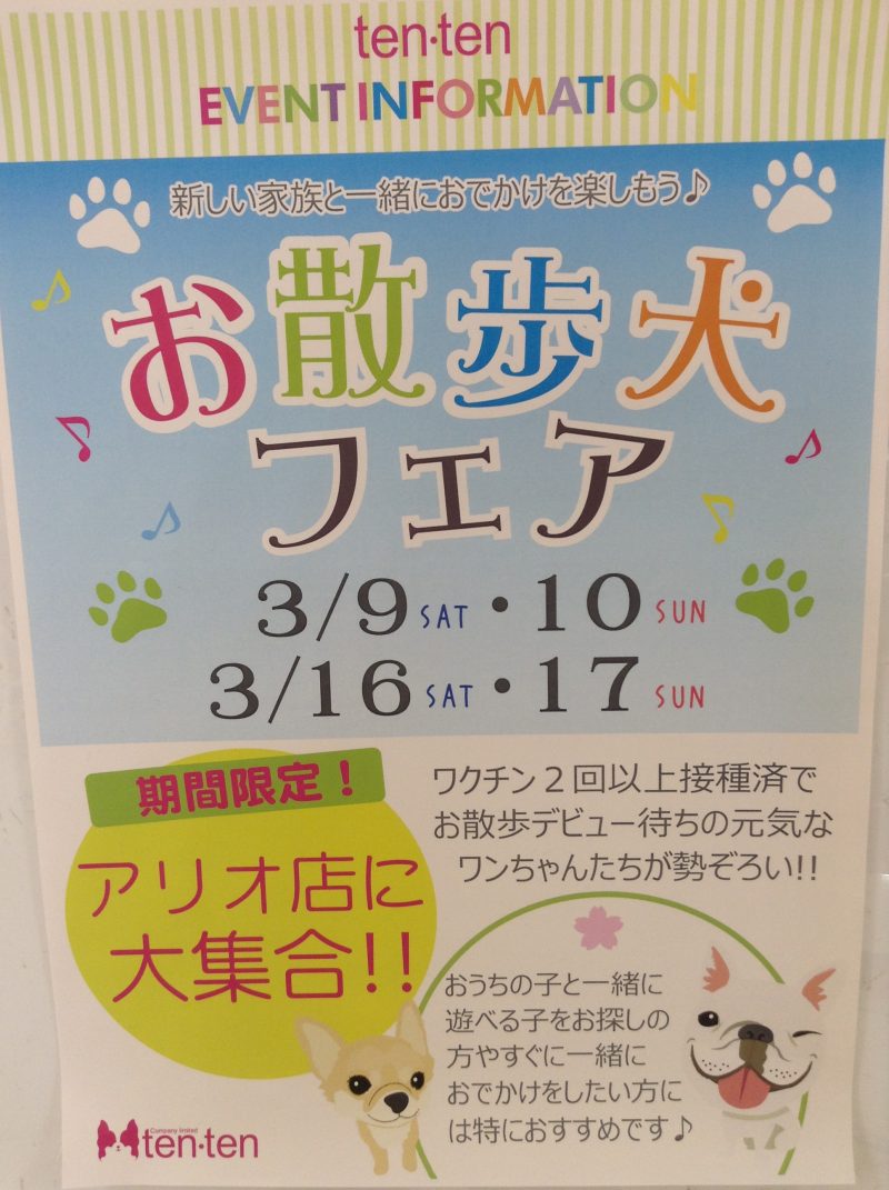 お散歩犬フェア開催のお知らせ☆ミ