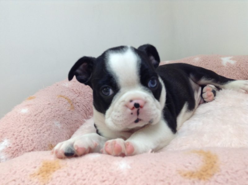 💕新おすすめ犬💕