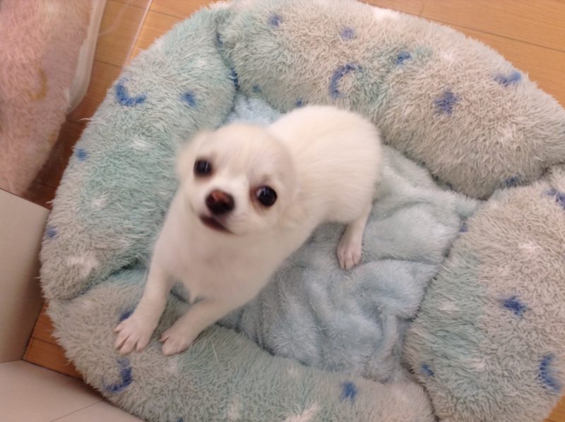 最近のちっち♪