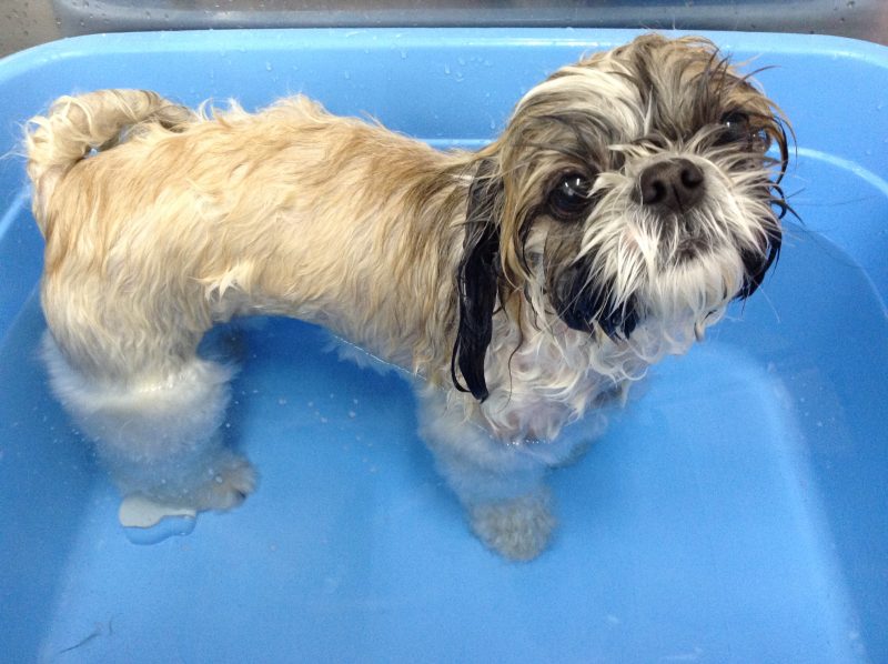 シャンプーしてさっぱり♪♪