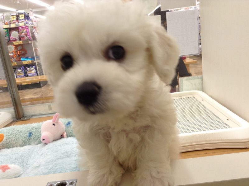 新しいお友達♪