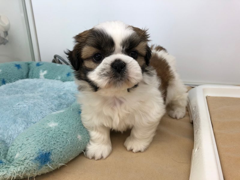 はじめましての仔犬ちゃんを紹介♪