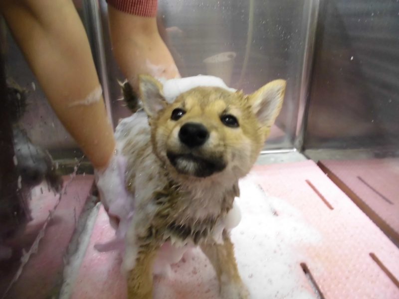 シャンプー日和♪