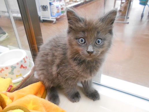 ♡新入りニャンコ♡