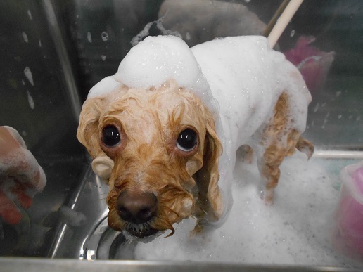☆本日のトリミング空き状況☆