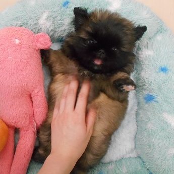 ＮＥＷ　ＦＯＯＤ☆ナチュラルバランス