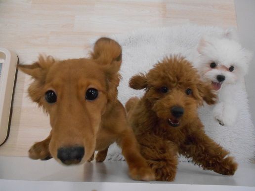 お散歩犬フェア開催中