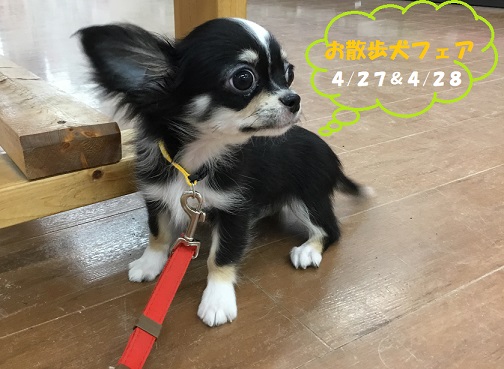 ！！お散歩犬フェア！！