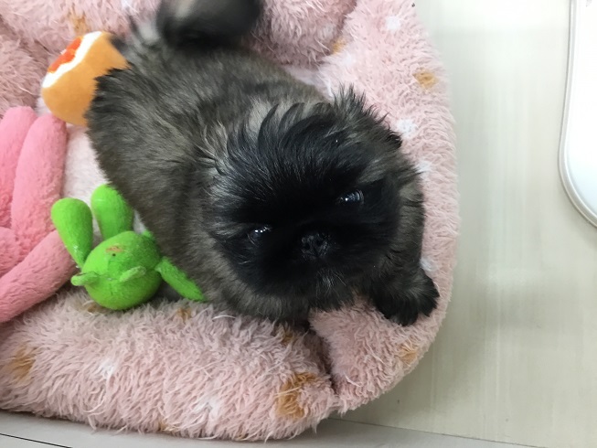 ★NEW★おすすめけん