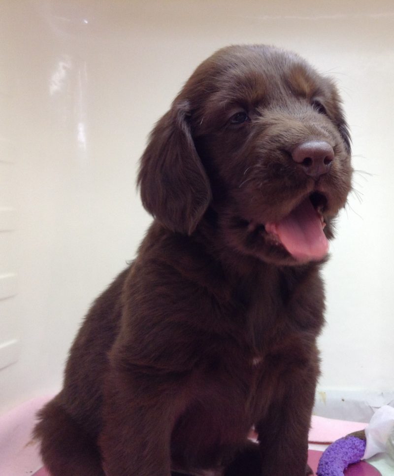 おすすめ犬決まりました✨