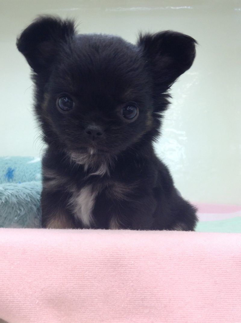 ちーちゃんのお家決まりました✨