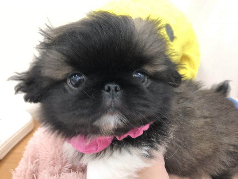 ぺったんお家が決まりました！！