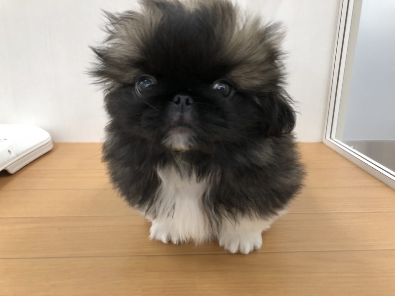 ＊今日も元気なぺったん＊