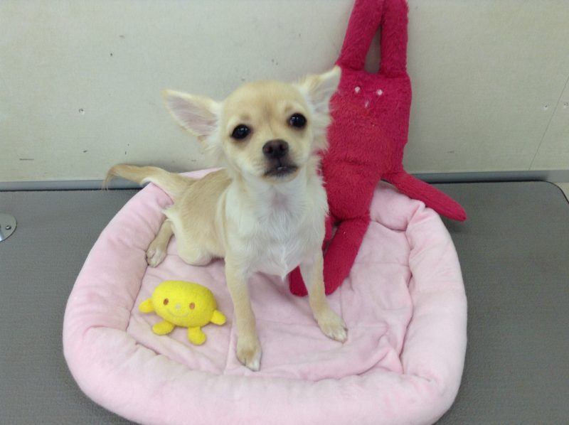 ☆お散歩犬フェア☆