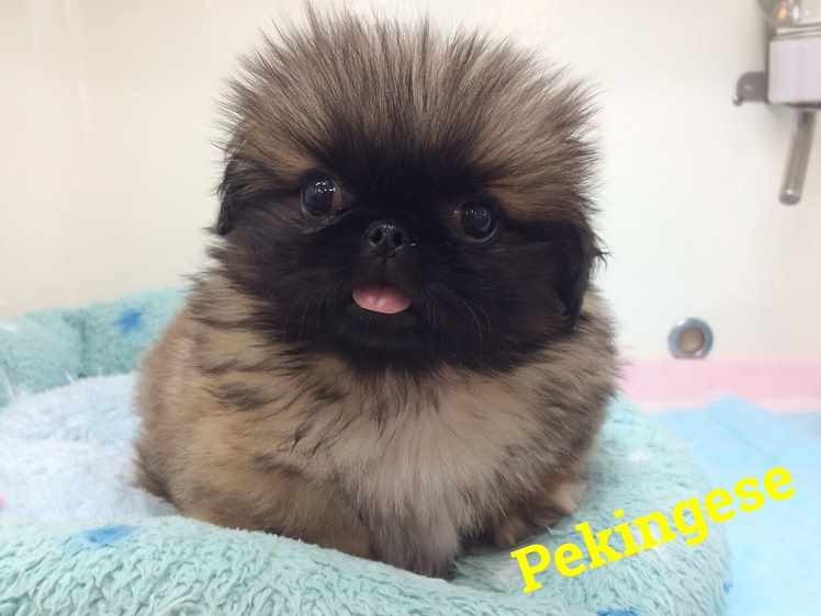 ☆おすすめ犬交代！！☆
