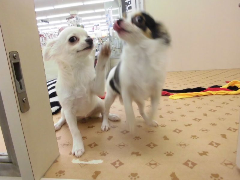 お友達♪