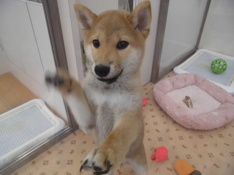 週末オススメ犬とNEW FACE☆