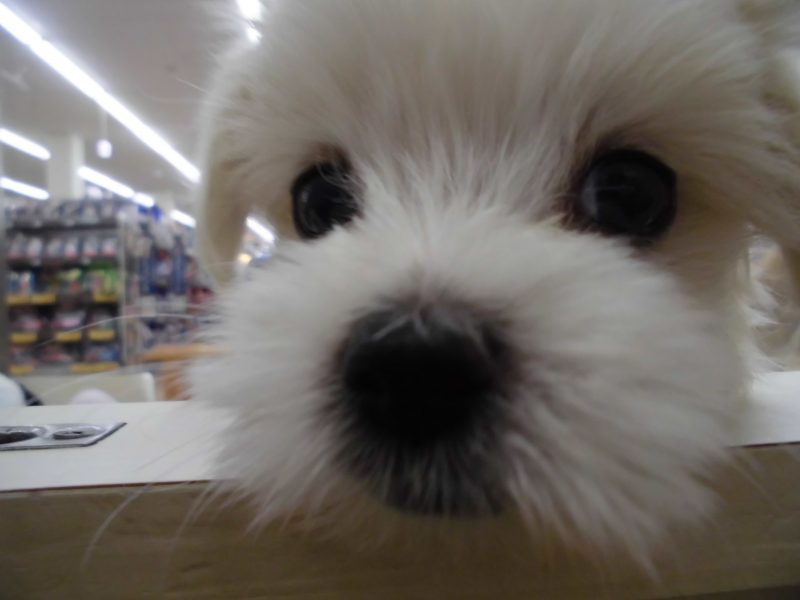 ♪週末オススメ犬と新しいお友達♪