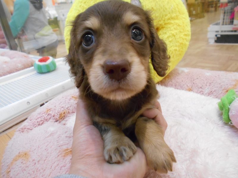 新入りわんちゃん紹介☆