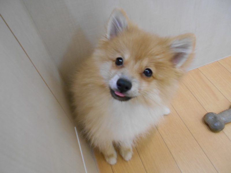 お散歩デビューわんちゃん！