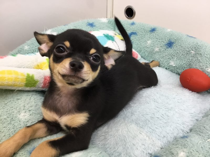 ちーくんも卒業☆
