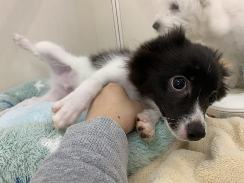 週末オススメ犬☆