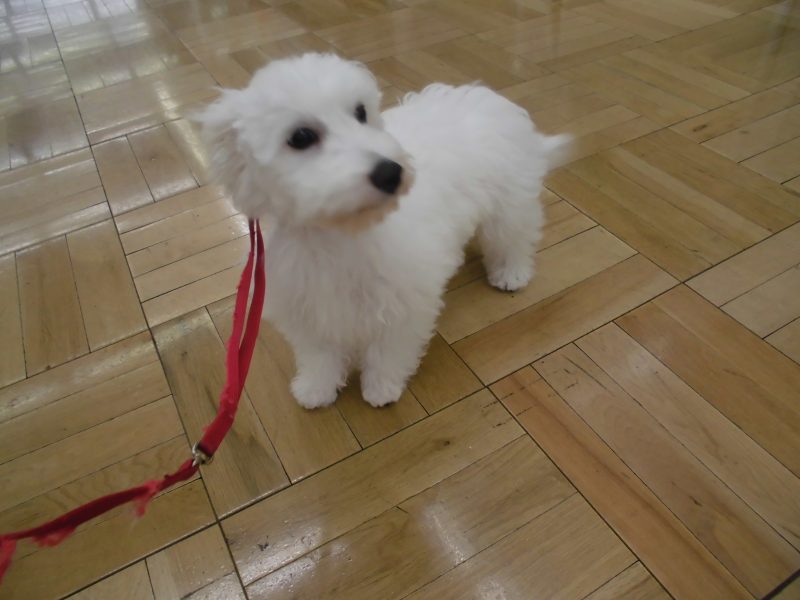 週末オススメ犬☆彡