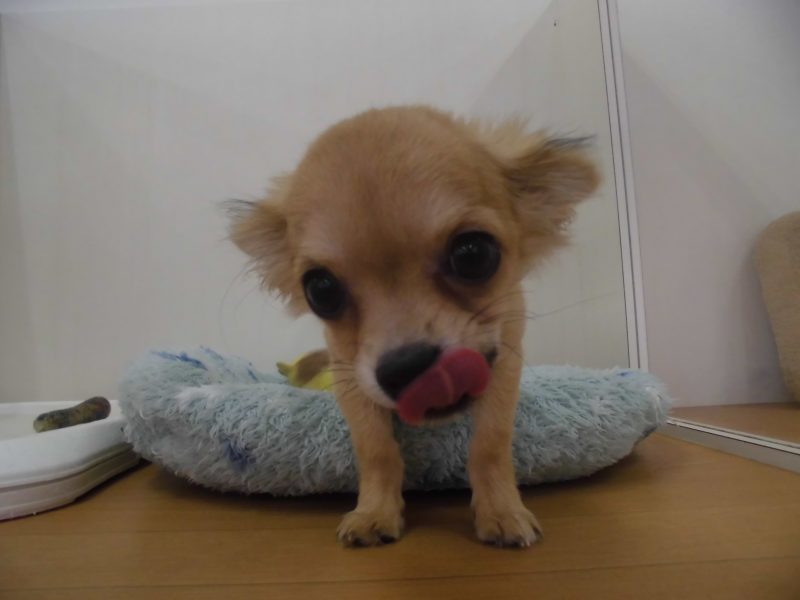 週末オススメ犬とNEW FACE☆★