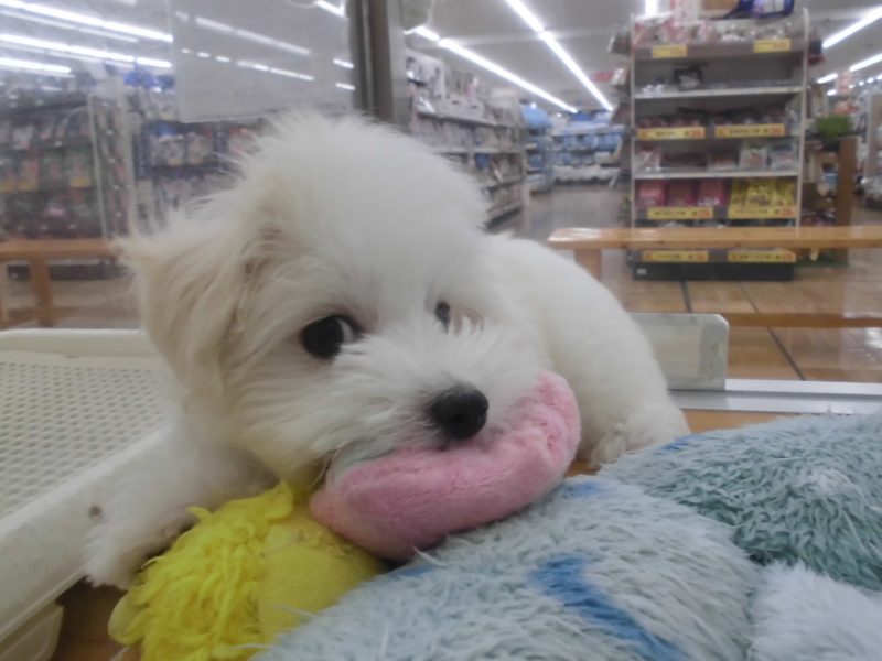 週末オススメ犬バトンタッチ！