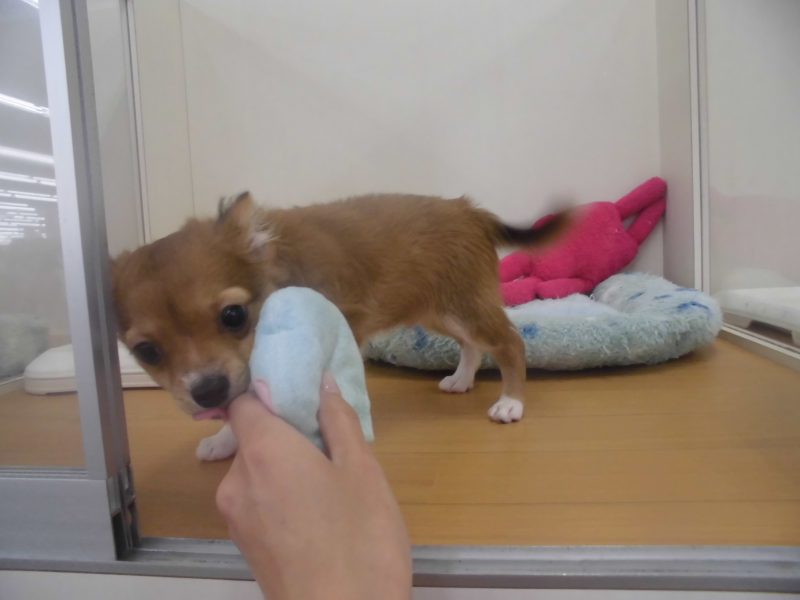 週末オススメ犬★