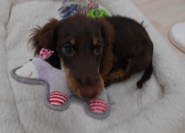 ☆おさんぽ犬フェア☆