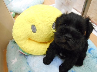 ☆NEW FACE☆