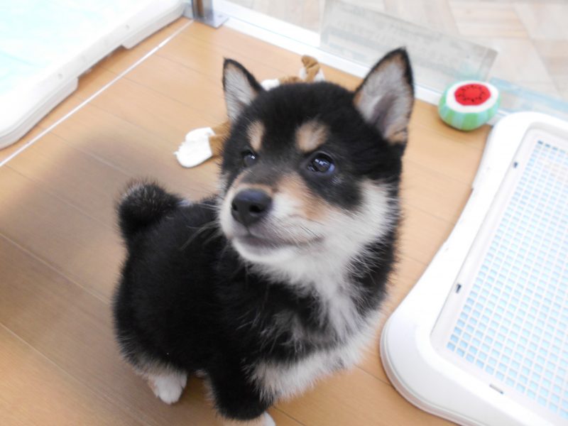 ＊しー君お家が決まりました＊