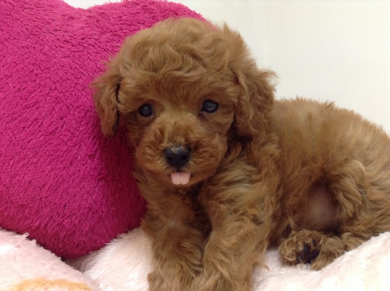 💗おすすめ犬　バトンタッチ💗