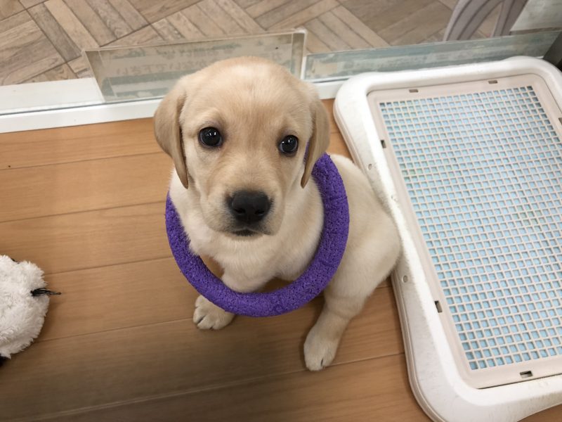 新オススメ犬！！