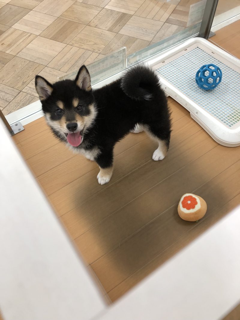 おすすめ犬、しー君☆