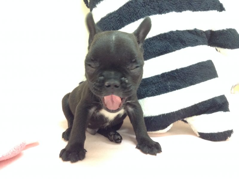 ☆おすすめ犬バトンタッチ☆