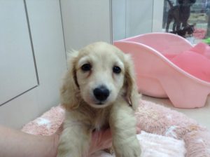 ☆彡NEW FACE☆彡