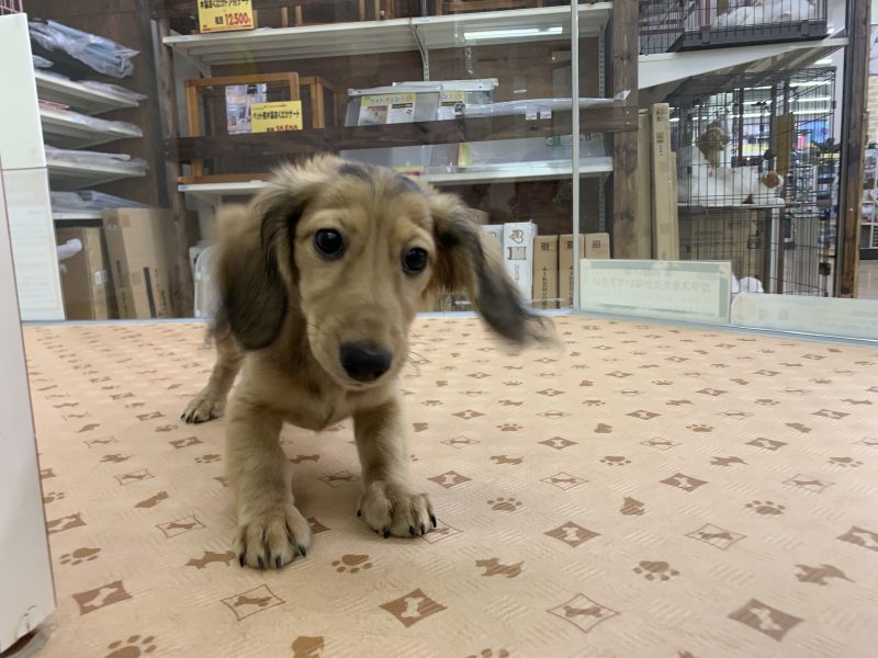 週末オススメ犬♪