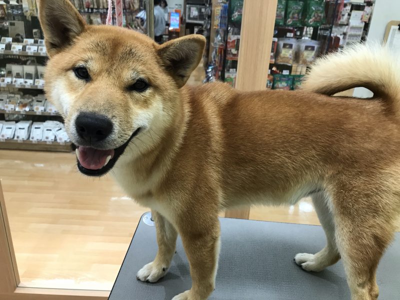 サラッサラ☆つやっつや！！