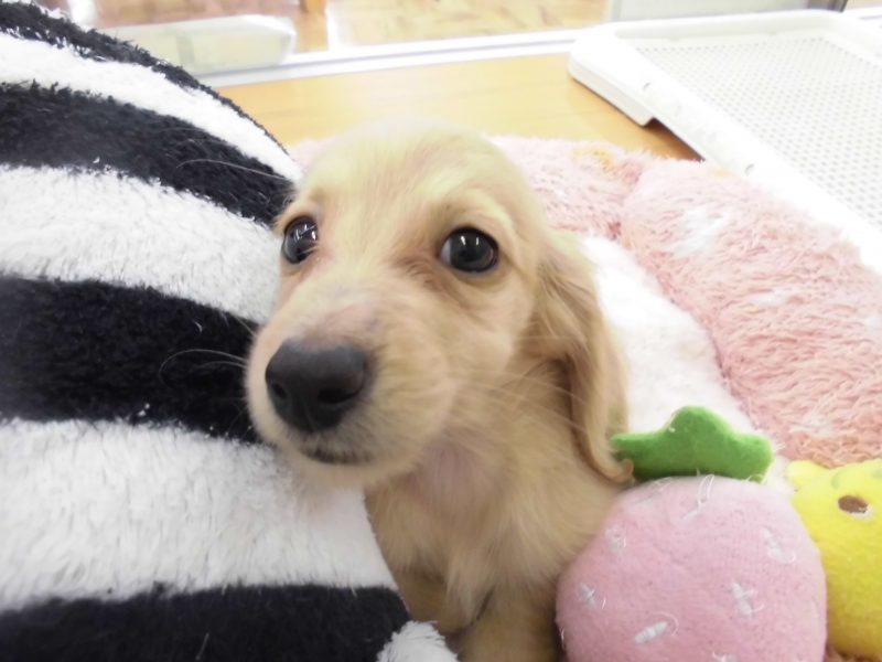 ☆ＮＥＷＦＡＣＥ＆週末オススメ犬☆