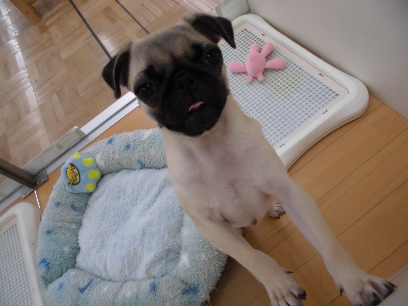 ＮＥＷＦＡＣＥ☆週末オススメ犬