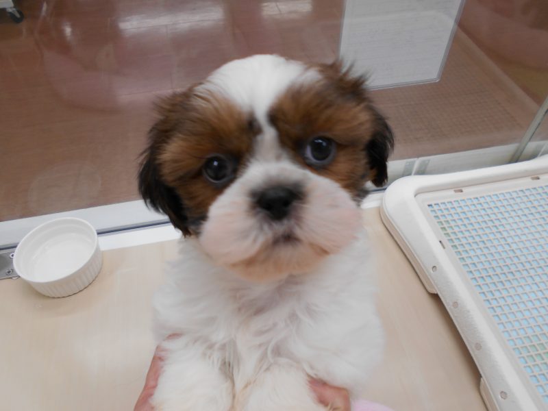 ☆オススメ犬決定☆