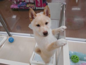 ♪新しいワンちゃん達が来ました♪